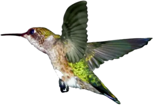 Sofii Ontario Nature U0027ruby The Hummingbirdu0027 Mailing Ruby Throated Hummingbird Png Hummingbird Transparent