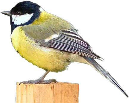 Standing Png Images Download Transparent Image Great Tit Tit Icon