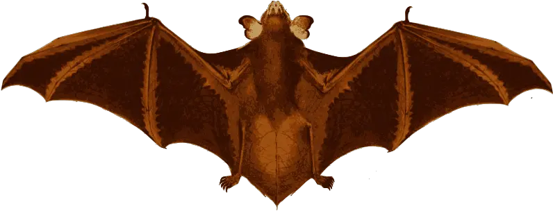 Bat Wings Little Brown Myotis Png Bat Wings Png