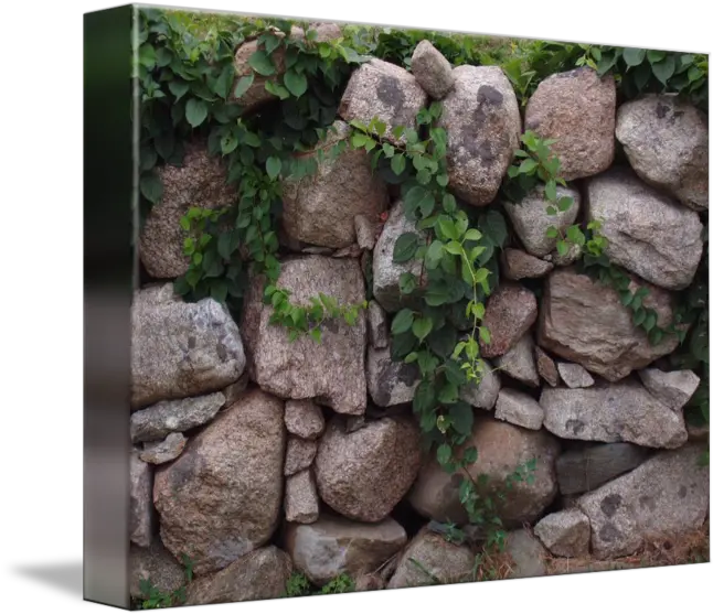 Stone Wall And Vines By Jessica Krause Smith Stone Wall Png Wall Vines Png