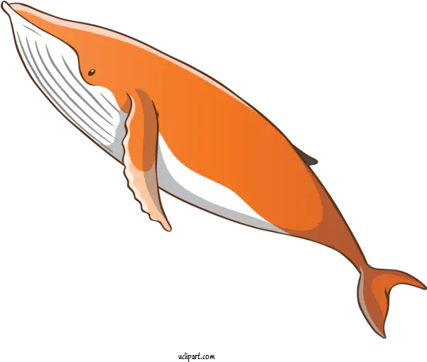 Animals Dolphin Cetacea Fin For Whale Whale Clipart Png Whale Transparent