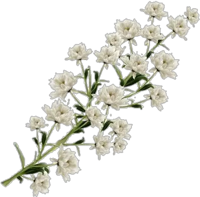 Deer Png Flowewr White Color Png Flowers Png Tumblr