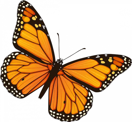 Resources For Undocumented Students Daca Butterfly Png Monarch Butterfly Icon