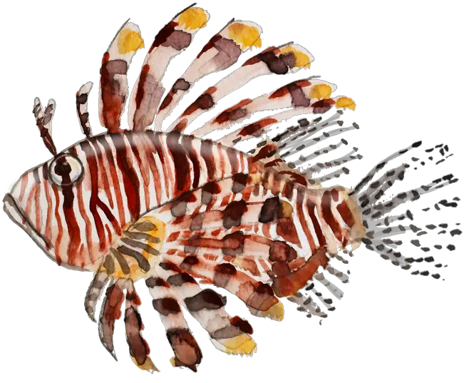 Lionfish Sticker By Colleen Davis White Background 3x3 Red Lionfish Png Bob Morley Gif Icon