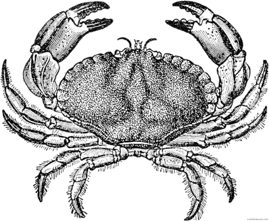 Download Transparent Blue Crab Clipart Pen Drawing Of A Crab Png Crab Clipart Png
