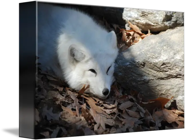 Arctic Fox By Patrick Coughlin Arctic Fox Png Arctic Fox Png