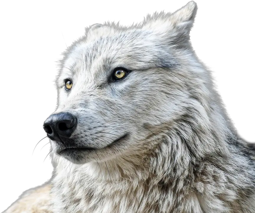 Wolf Animals Predator Free Photo On Pixabay Png Wolf Eyes Png