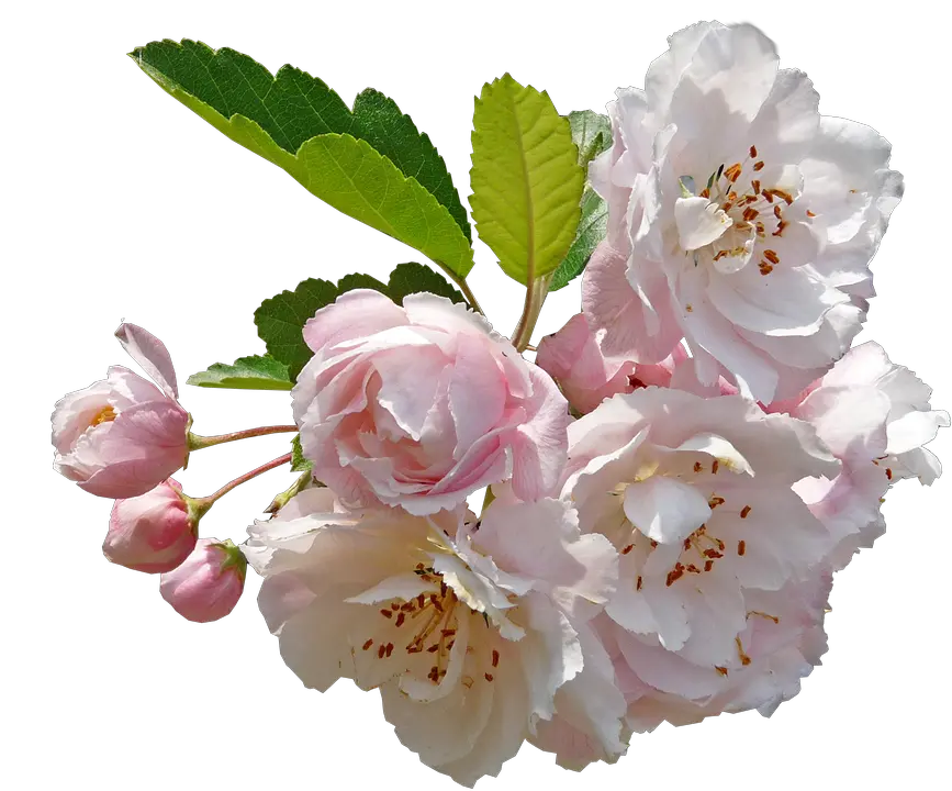 Blossom Crab Apple Free Photo On Pixabay Apple Blossom Flower Png Blossom Png