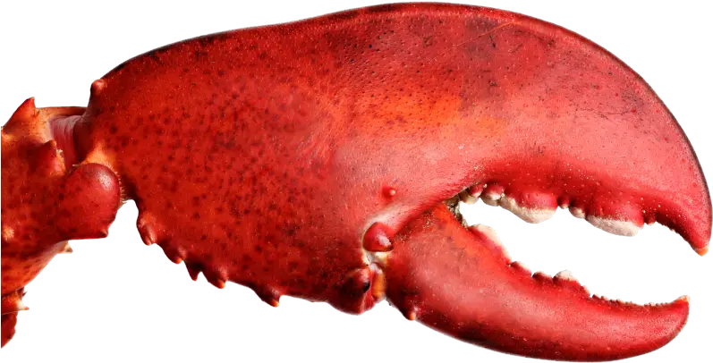 Crab Claw Lobster Claw Png Crab Transparent Background