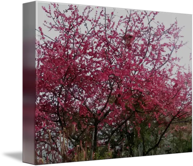 Cherry Blossom Tree By Lanjee Chee Cherry Blossom Png Cherry Blossom Tree Png