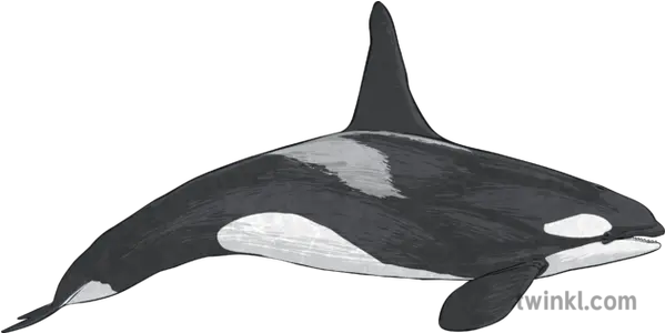 Killer Whale 2 Illustration Killer Whale Png Killer Whale Png