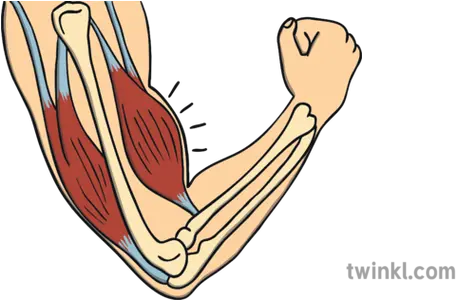 Throbbing Arm Muscle Illustration Twinkl Tonga Map Outline Png Muscle Arm Png