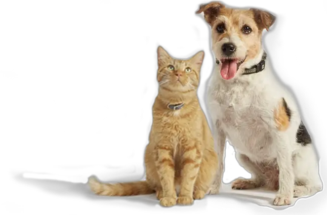 Onsior Why Choose Robenacoxib Orange Cat And Dog Png Orange Cat Png