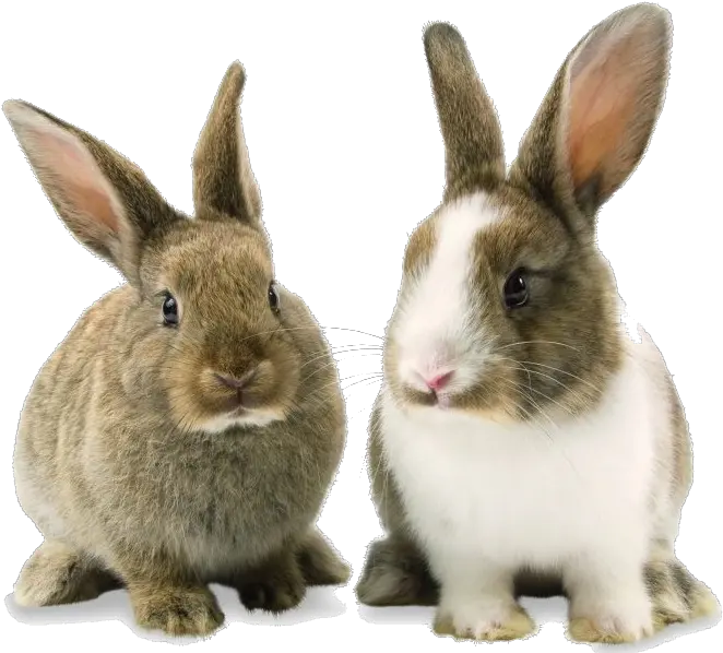 Rabbit Bunny Png Background Image Rabbit Transparent Background Rabbit Transparent Background