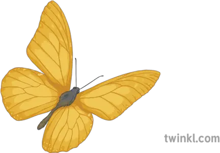 Yellow Butterfly Private Peaceful English Story Insect Riodinidae Png Yellow Butterfly Png