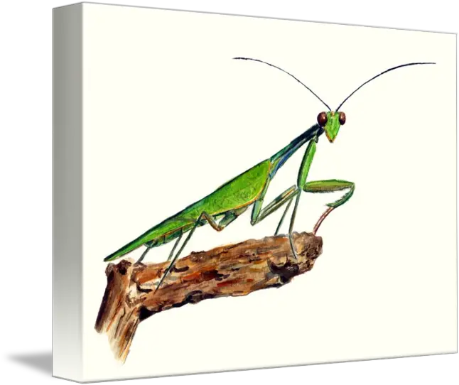 Praying Mantis By Louise Crowe European Mantis Png Praying Mantis Png