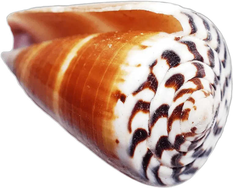 Ocean Sea Shell Png Images Transparent Cone Shell No Background Sea Shell Png