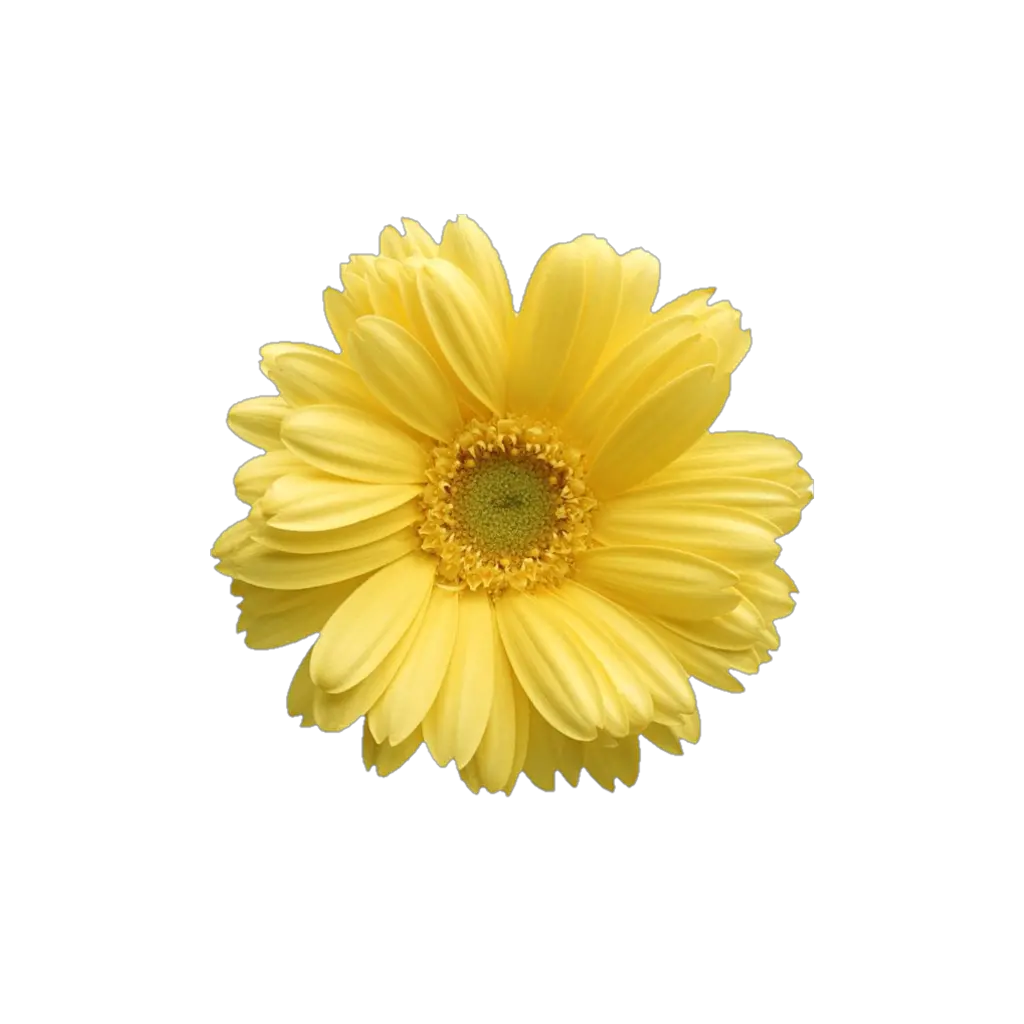 Free Daisy Public Domain Flower Images Yellow Daisy Flower Png Spring Flowers Png