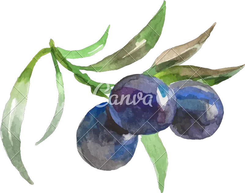 Watercolor Painting Of Grapes Vector Icon Illustration Fresh Png Grapes Icon