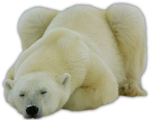 Polar Bear Polar Bear Png Polar Bear Png