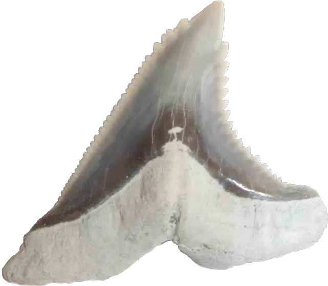 Hemipristis Shark Teeth U2014 Steemit Fossil Png Shark Teeth Png