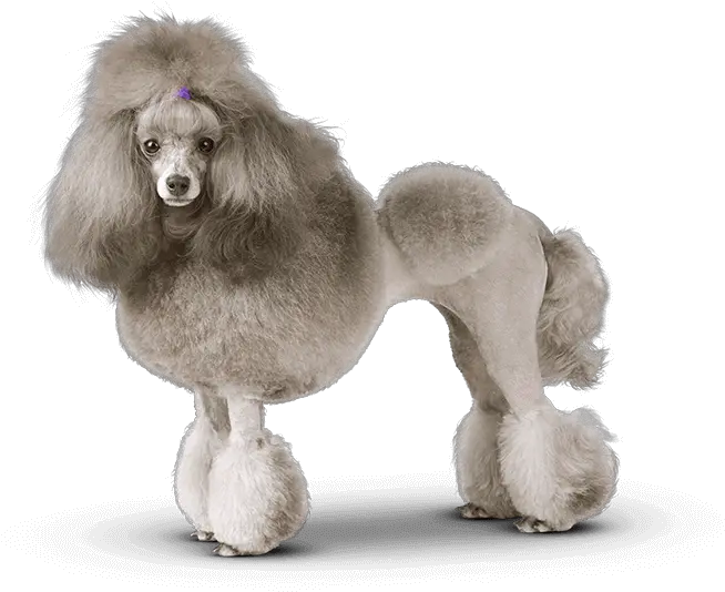 Groomed Poodle Poodle Transparent Background Png Poodle Png