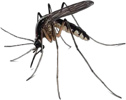 Mosquito Png Transparent Images All Mosquito Png Transparent Fly Transparent Background