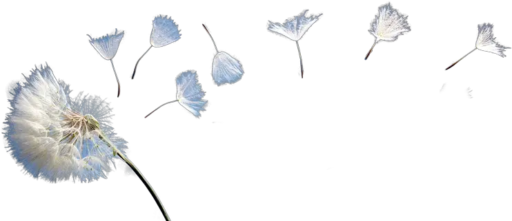 Dandelion Transparent Background Transparent Background Dandelion Png Dandelion Png