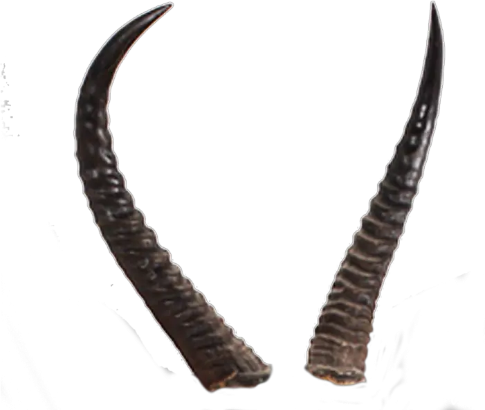 Devils Horn Transparent Image Realistic Devil Horns Transparent Background Png Devil Horns Transparent Background