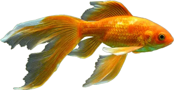 Goldfish Png Images Free Download Png Goldfish Png