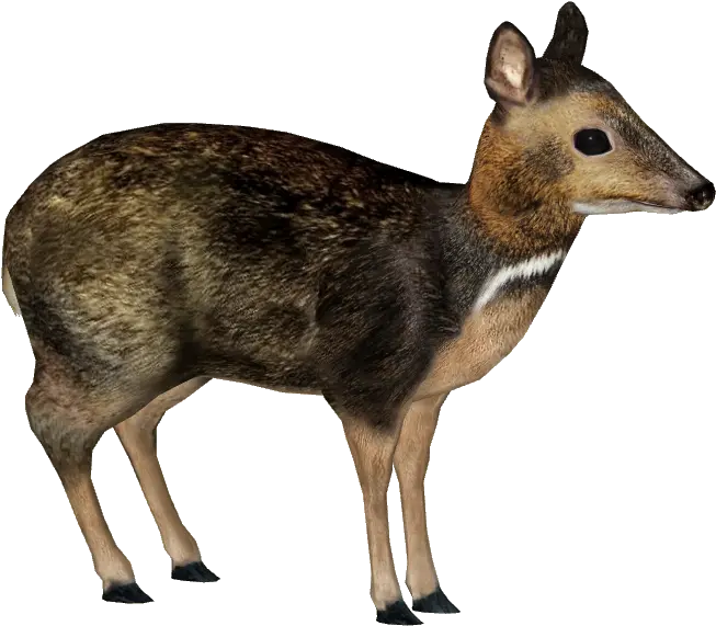 Download Philippine Mouse Deer Philippine Mouse Deer Png Philippine Mouse Deer Png Mouse Animal Png