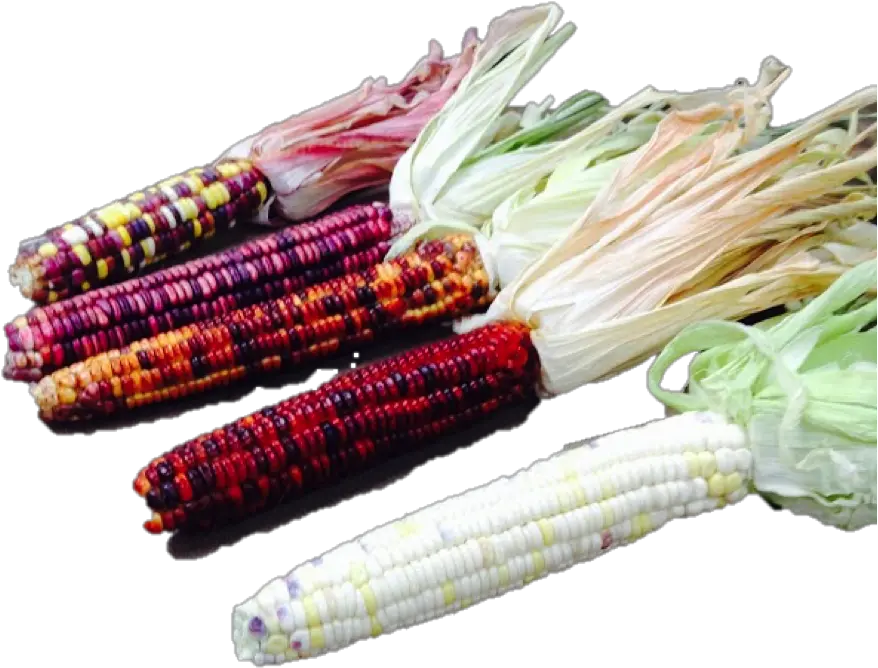 Corn Sacred Seed Png