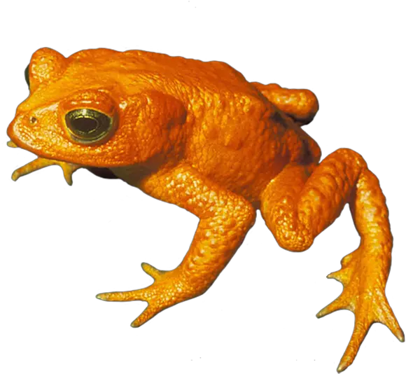 Download Golden Toad Png Clip Art Golden Toad Clipart Toad Transparent