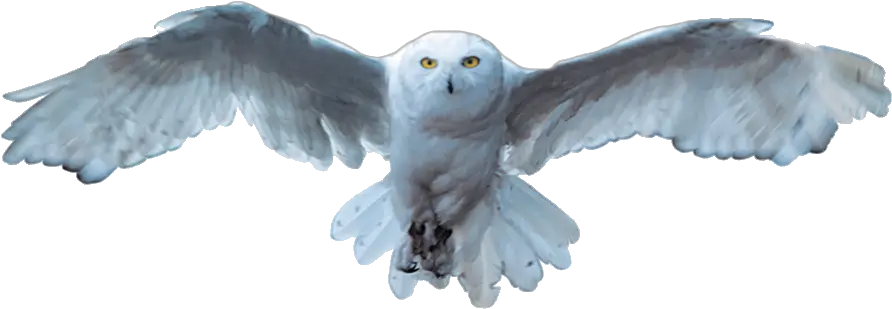 Snowy Owl Bird Owl White Snowy Owl Png Owl Transparent