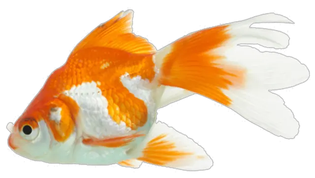 Goldfish Png Images Free Download Aquarium Fish Pic Png Koi Fish Png