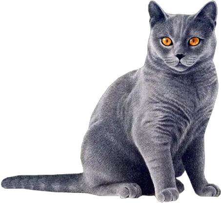 Download Free Png Black Cat Yellow Eyes Hd Images Of Cat Cat Eyes Png