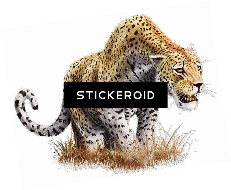 Download Leopard Png Big Cat Transparent Portable Network Graphics Cat Transparent Background