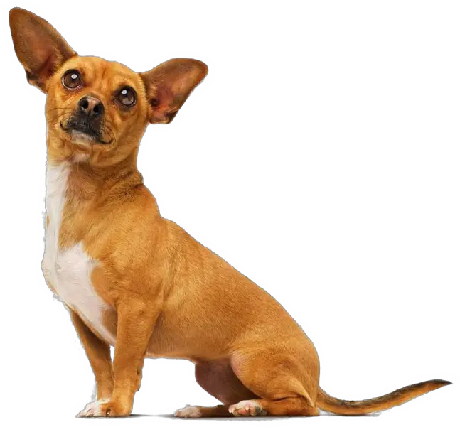 Chihuahua Dog From Beverly Hills Chihuahua Full Size Png Papi Chihuahua De Beverly Hills Chihuahua Png