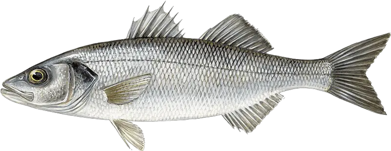 Species U2022 Youngu0027s Seafood Sea Bass Png Bass Fish Png