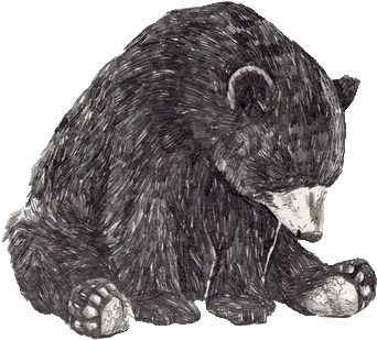 Image About Bear In Random Shit By Nna Bear Black And White Png Bear Transparent