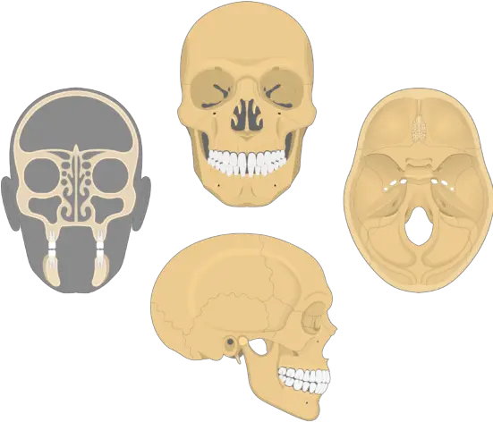 Frontal Bone Anatomy All Views Of Skull Png Skull And Bones Png
