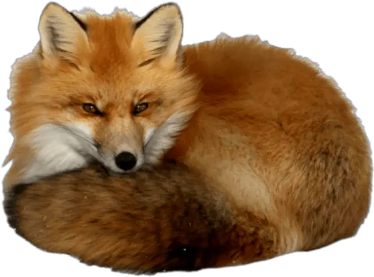 Fox Clipart Dhole Picture 1150308 Realistic Red Fox Clipart Png Fox Clipart Png