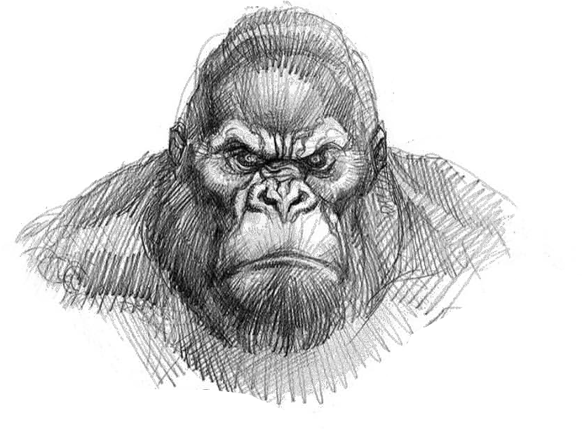 King Kong Drawing Easy Png Download King Kong Face Drawing Kong Png