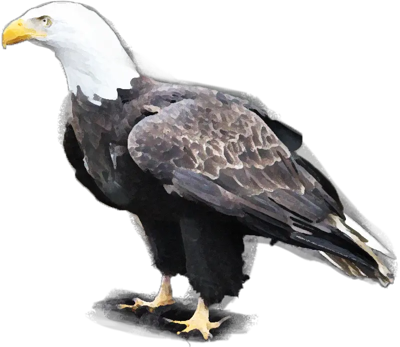 Bald Eagle Zoo Ecomuseum Bald Eagle Png Bald Eagle Transparent