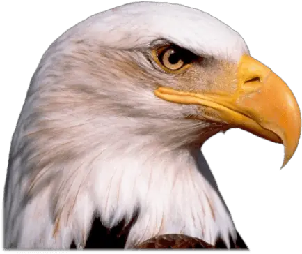 Bird Head Transparent Png Clipart Eagle Head Png Bald Head Png