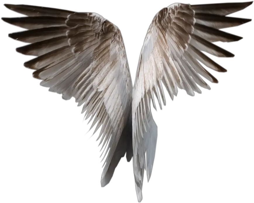 White Wings Png Image Angel Wings Gif Png Wings Png
