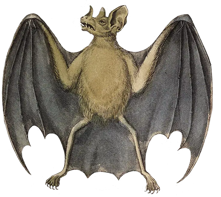 Bat Clipart Old Vampire Bat Drawing Png Bat Wing Png