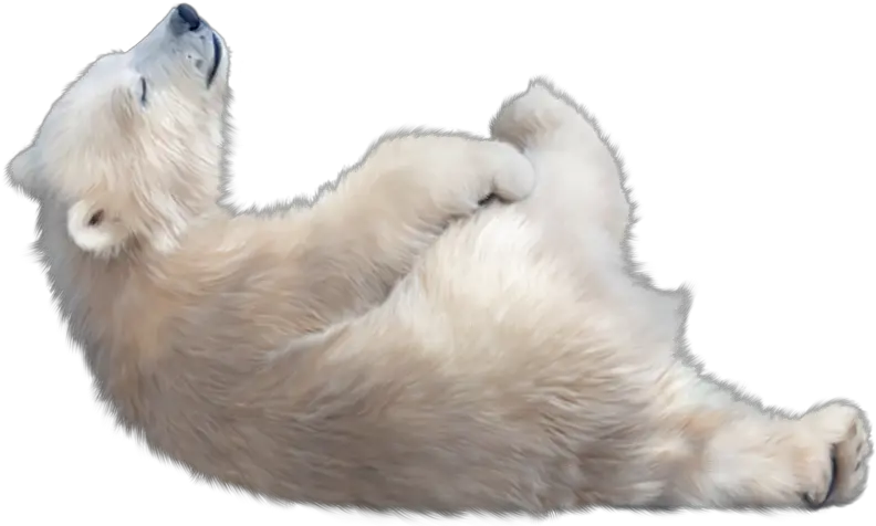 Polar Bear Transparent Image Baby Polar Bear Png Bear Transparent