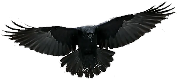 Transparent Background Crow Flying Png Flying Crow Transparent Background Crow Transparent