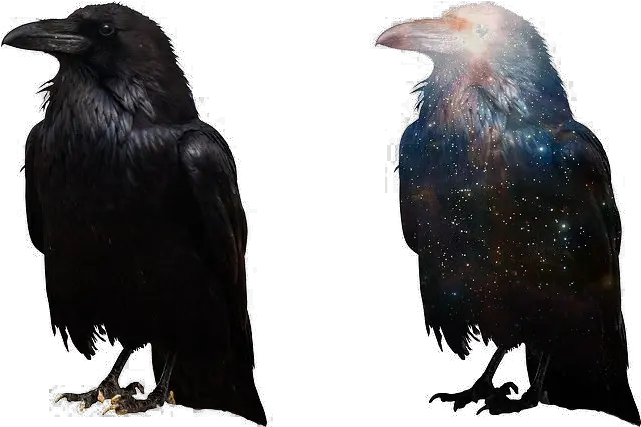 Crow Free Png Image Ravens Crows Png Transparent Crow Transparent